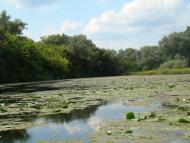 Хрещатик з panoramio.com - Хрещатик