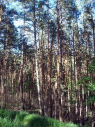 Мала Снітинка з panoramio.com