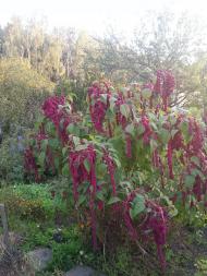 Раківка з panoramio.com