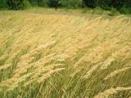 Єлизаветівка з panoramio.com