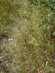 Бандурівка з panoramio.com