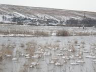 Журів з panoramio.com - Журов