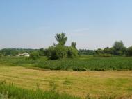 Квітки з panoramio.com