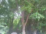 Бойки з panoramio.com