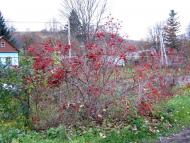 Загірське з panoramio.com