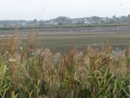 Білий Берег з panoramio.com