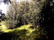 Травневе з panoramio.com