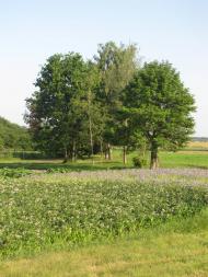 Сираї з panoramio.com