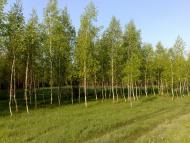 Клугино-Башкирівка з panoramio.com