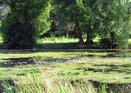 Кончаки з panoramio.com