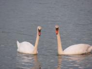 Довжок з panoramio.com