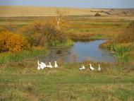 Лаврики з panoramio.com