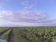 Червоний Промінь з panoramio.com