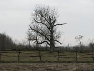 Чулаківка з panoramio.com