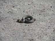 Бодячів з panoramio.com