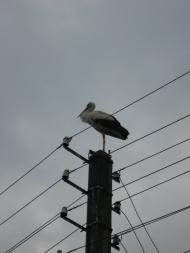 Залісся з panoramio.com