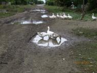 Широкий з panoramio.com