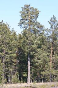 Андріївка з panoramio.com