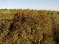 Красний Партизан з panoramio.com