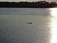 Лиманне з panoramio.com