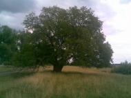 Сираї з panoramio.com