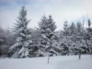 Ковиничі з panoramio.com