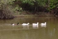 Сонячне з panoramio.com