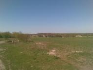 Сорока з panoramio.com