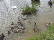 Мила з panoramio.com