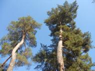 Черкаське з panoramio.com