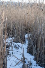 Коврай з panoramio.com