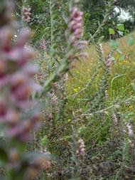 Перегоновка - Последние фото