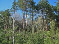 Кованьківка з panoramio.com