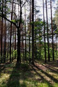 Рудня-Шпилівська з panoramio.com