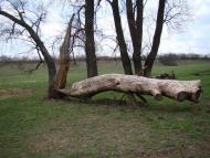 Любимівка з panoramio.com