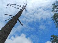 Турійськ з panoramio.com - Турийск