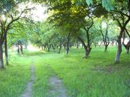 Тишківці з panoramio.com