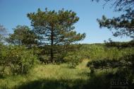 Красна Зоря з panoramio.com