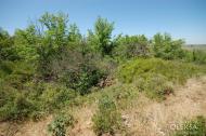 Красна Зоря з panoramio.com