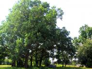 Луко з panoramio.com