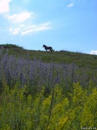 Єлизаветівка з panoramio.com