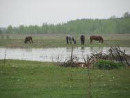 Озаричі з panoramio.com - Озаричи