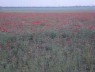 Ближньогородське - Останні фото