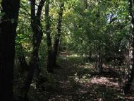 Федорівка з panoramio.com