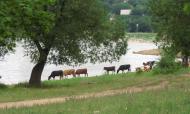 Лутугине з panoramio.com