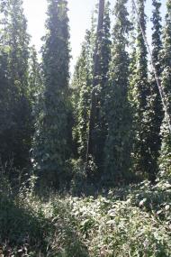 Углище з panoramio.com