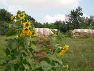 природа села