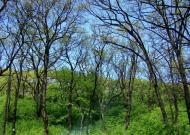 Ясенівський з panoramio.com