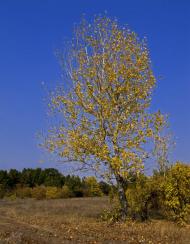 Суворовка з panoramio.com