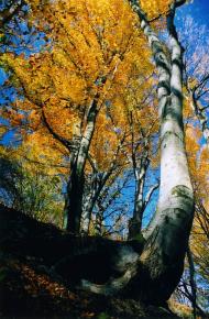 Гавареччина з panoramio.com